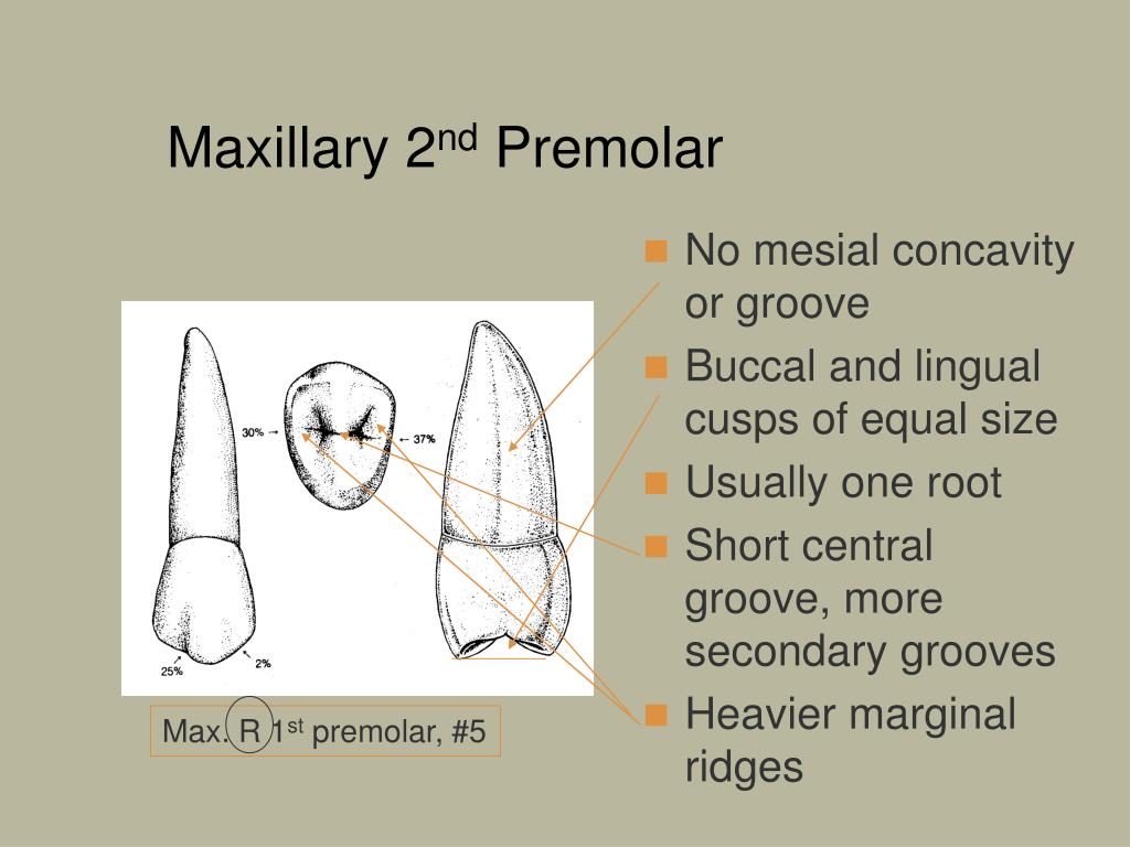 Ppt premolars powerpoint presentation free download id 4246791