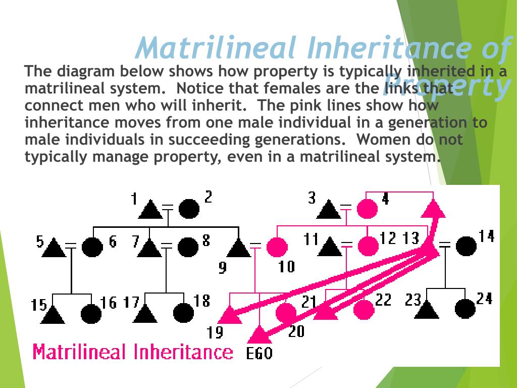 ppt-kinship-diagramming-powerpoint-presentation-free-download-id