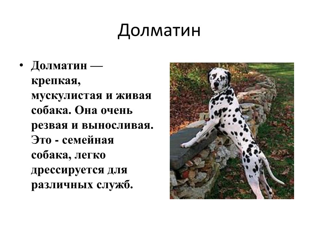 Пословица про кошку