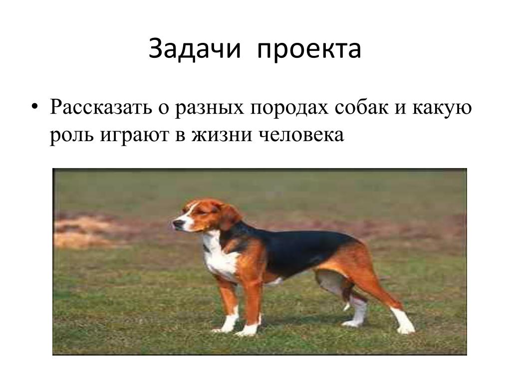 Темы для проекта с собаками PPT - Творческий проект " Собака-друг человека" Работу выполнил Арсентьев Кирилл