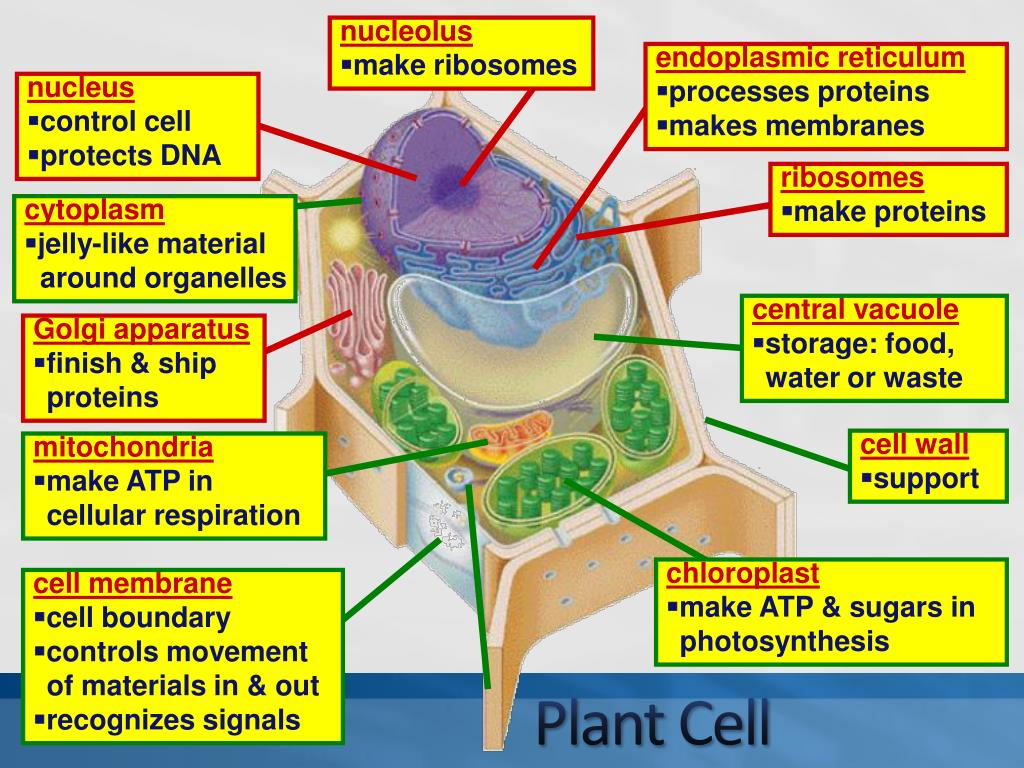 PPT - MCAS BIOLOGY REVIEW Biochemistry and Cell Biology PowerPoint