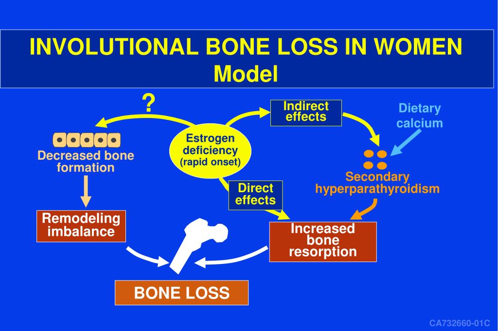 Ppt Estrogen Action Bone Cell Function And Osteoporosis Powerpoint