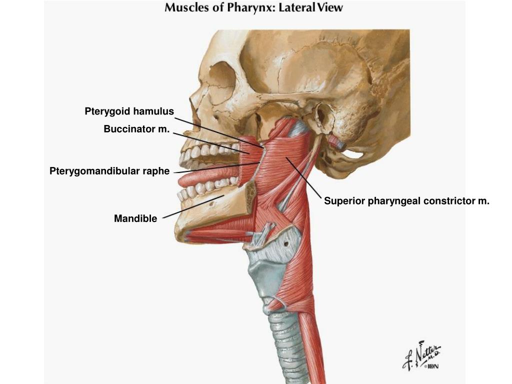 nerve between superior pharyngeal constrictor and middle
