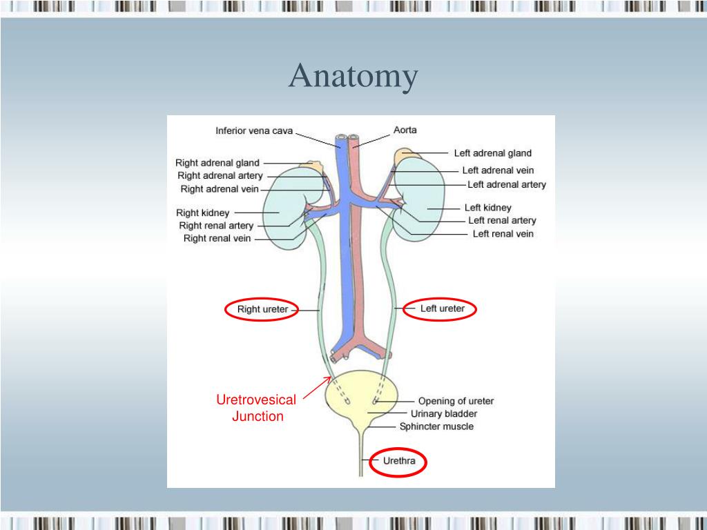 PPT - Urography Procedures PowerPoint Presentation, free download - ID