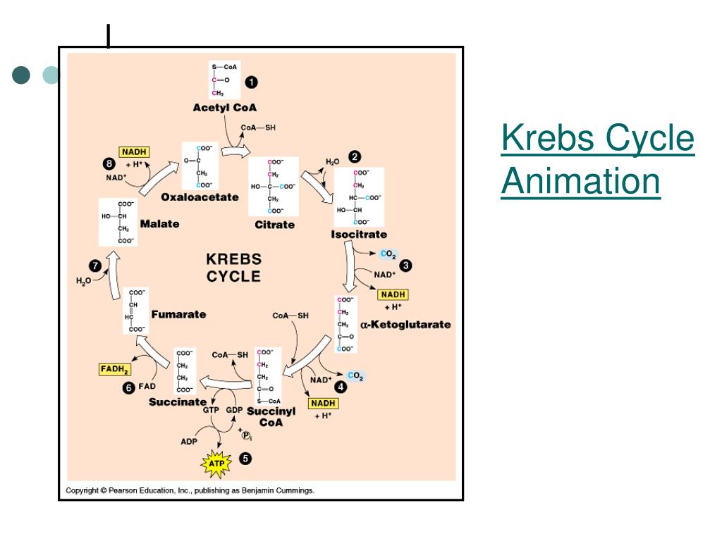 PPT Cellular Respiration Krebs Cycle And ETC PowerPoint Presentation PPT Cellular Respiration Krebs Cycle And ETC PowerPoint Presentation