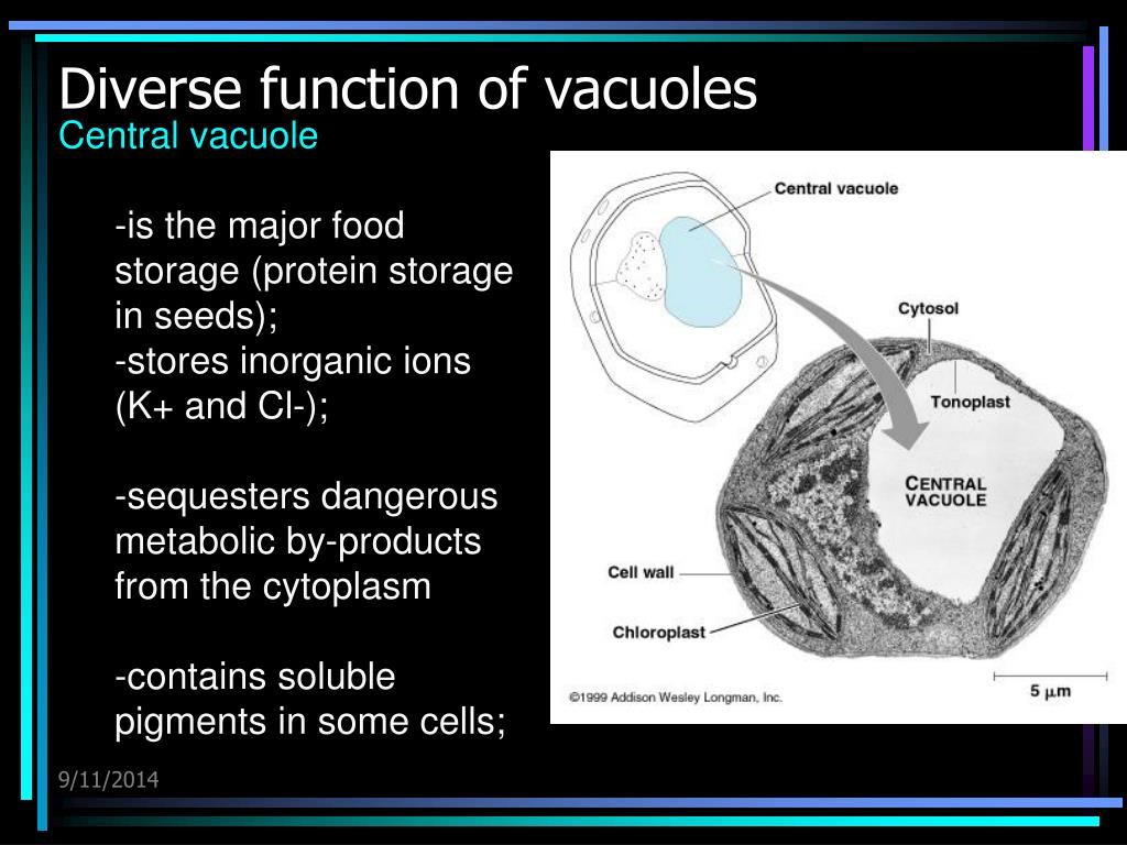 PPT Cell is the base of life PowerPoint Presentation
