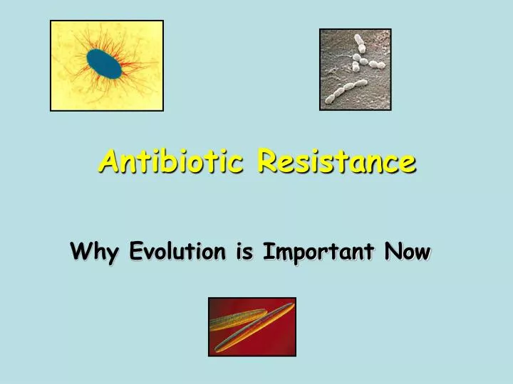 ppt-antibiotic-resistance-powerpoint-presentation-free-download-id