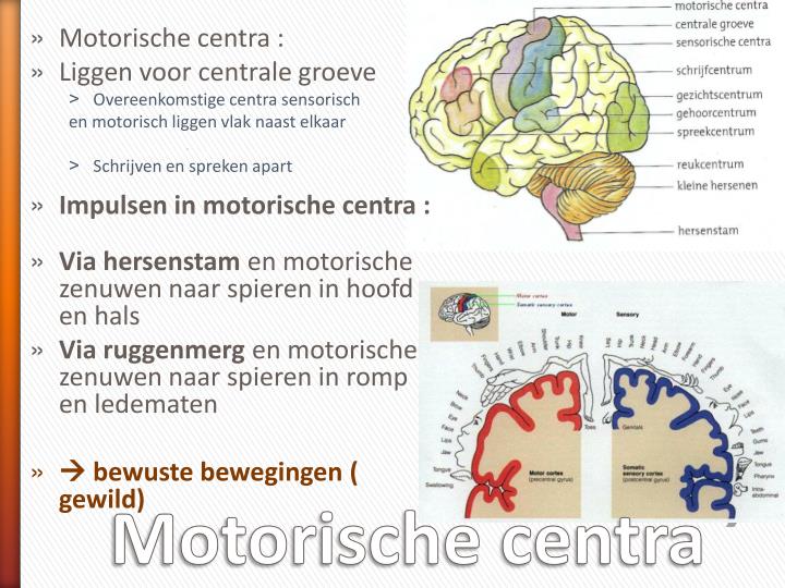PPT - 4. De hersenen PowerPoint Presentation - ID:4264634