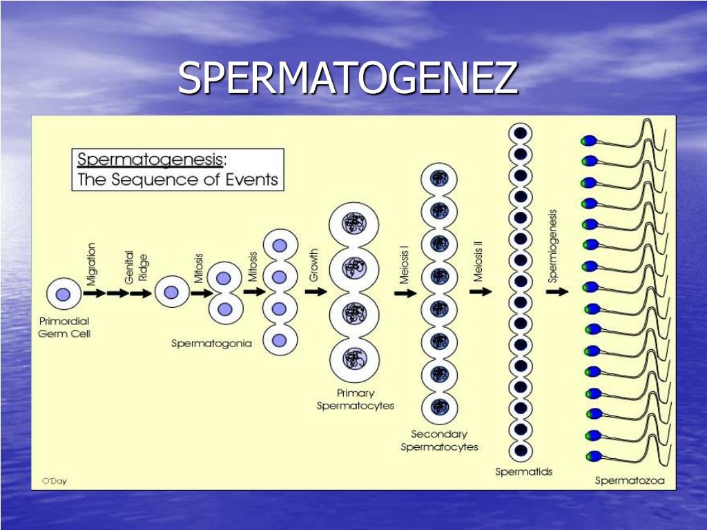 Сперматогенез сколько клеток. Сперматогенез гистология. Факторы влияющие на сперматогенез. Сперматогенез лептонема зигонема. Сперматогенез картинка.