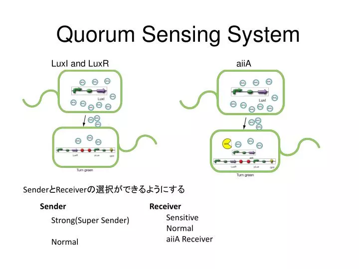 quorum sensing system n.