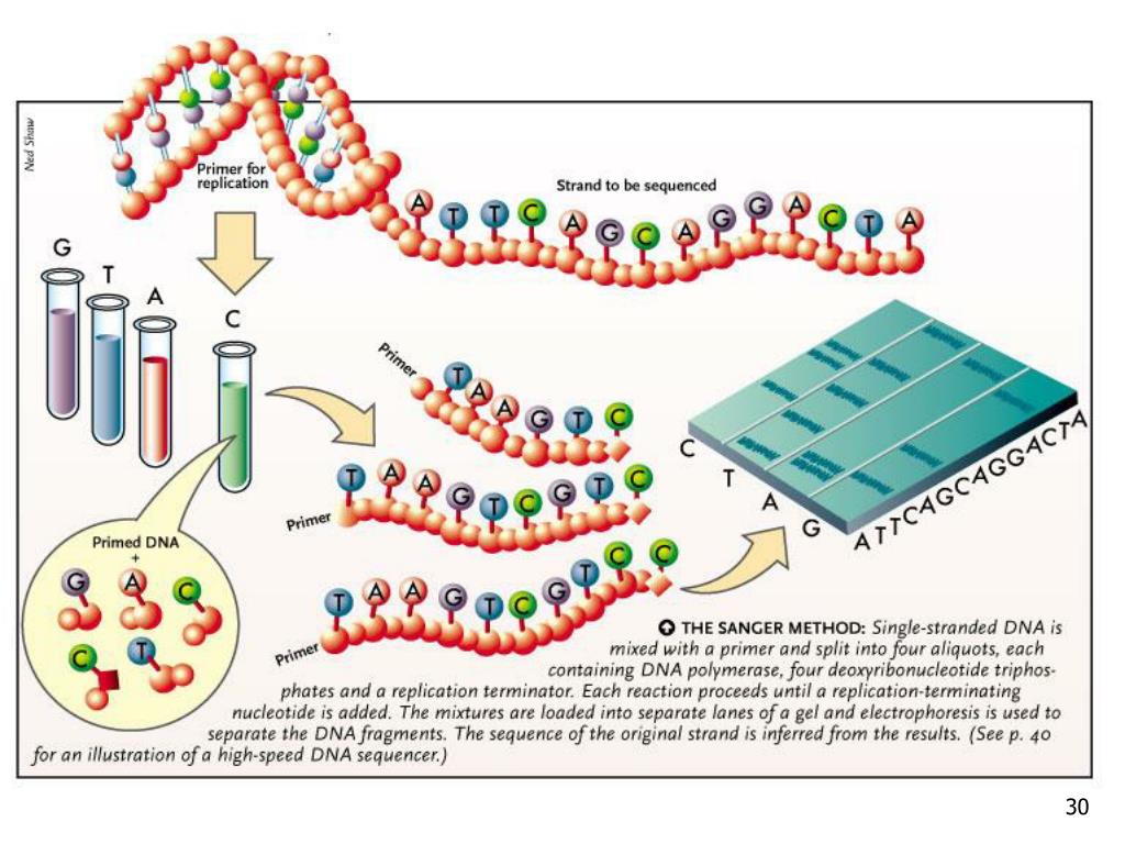Секвенирование нуклеотидов. Этапы ферментативного метода секвенирования ДНК. Секвенирование нуклеиновых кислот. Секвенирование метод Сэнгера. Схема химического секвенирования ДНК.