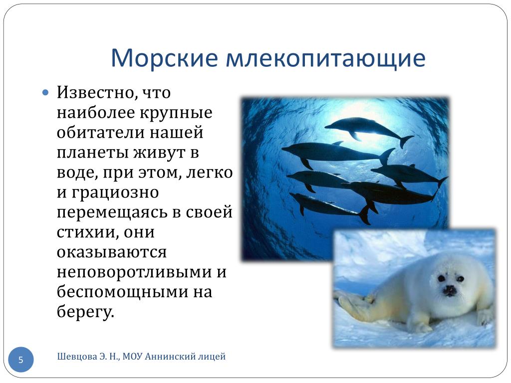 Водные млекопитающие примеры. Особенности морских млекопитающих. Млекопитающие обитающие в воде. Морские млекопитающие презентация. Морские млекопитающие морские млекопитающие.