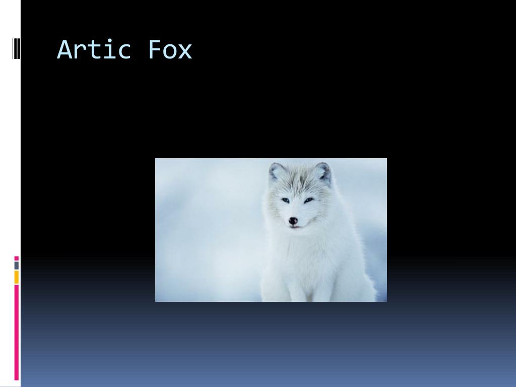 Ppt Artic Fox Powerpoint Presentation Free Download Id4268267