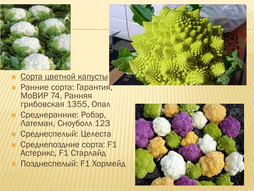 Описание сортов цветной капусты