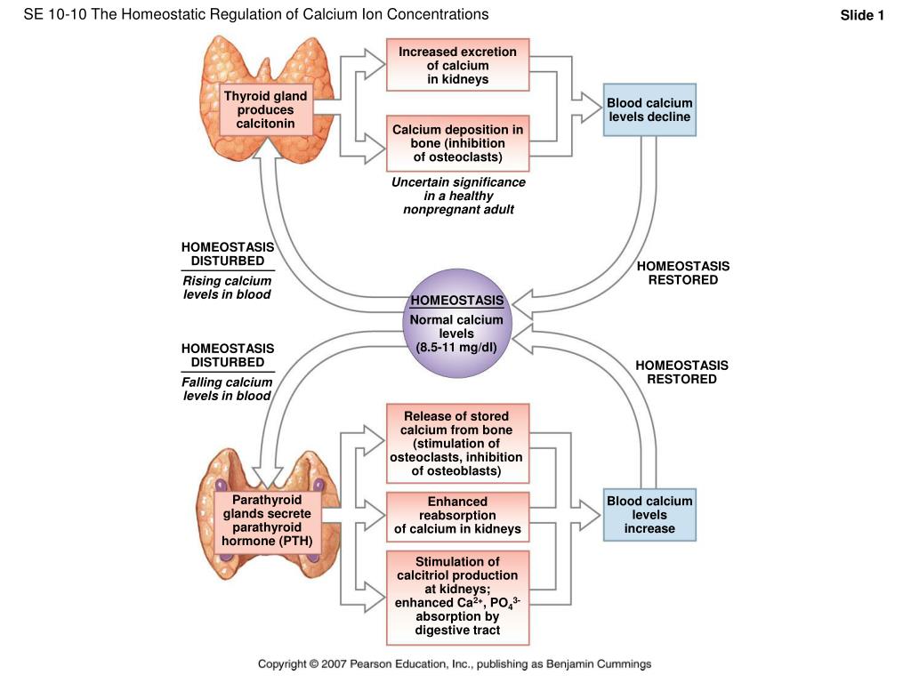 regulation-of-blood-calcium-levels-diagram