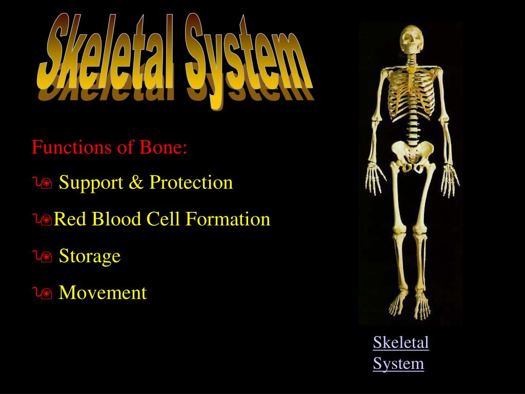 Supports bones