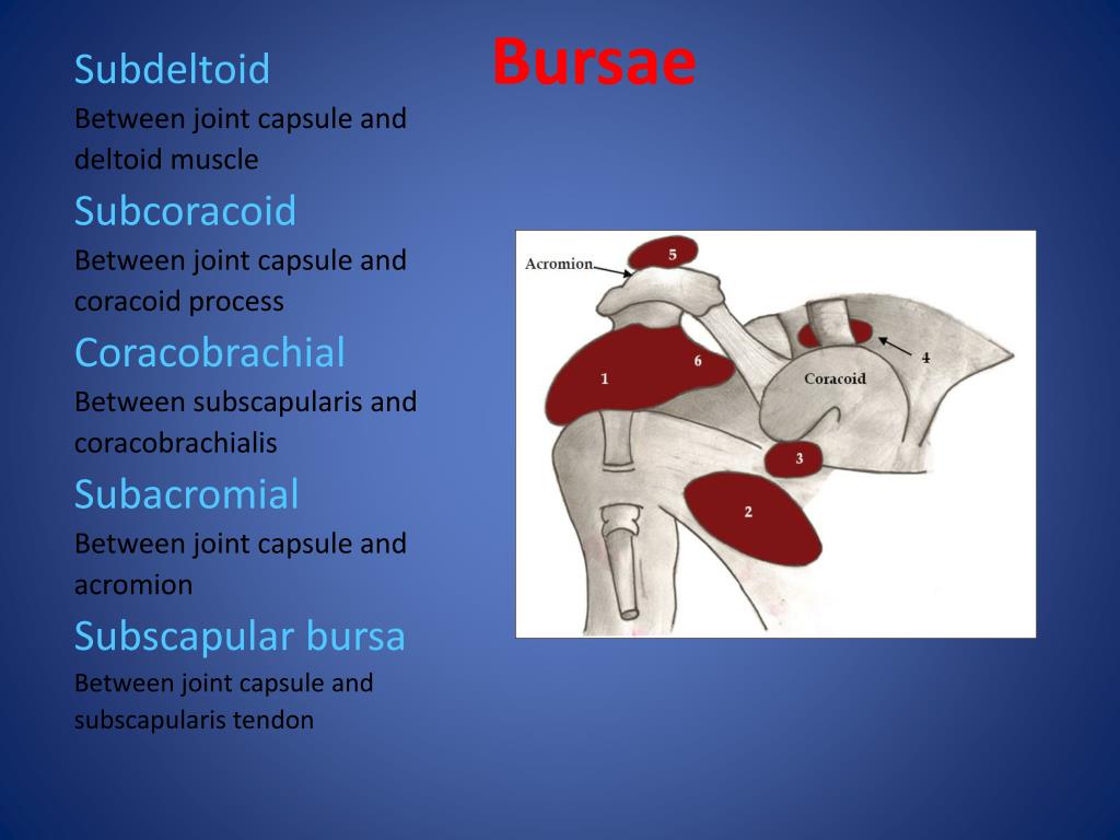 PPT - MRI Anatomy of the Shoulder PowerPoint Presentation, free