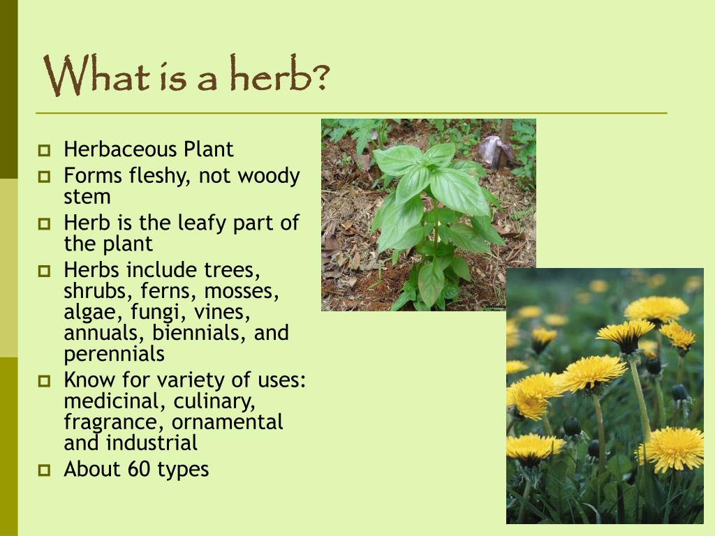 Ppt Herbs Powerpoint Presentation Free Download Id 4271034
