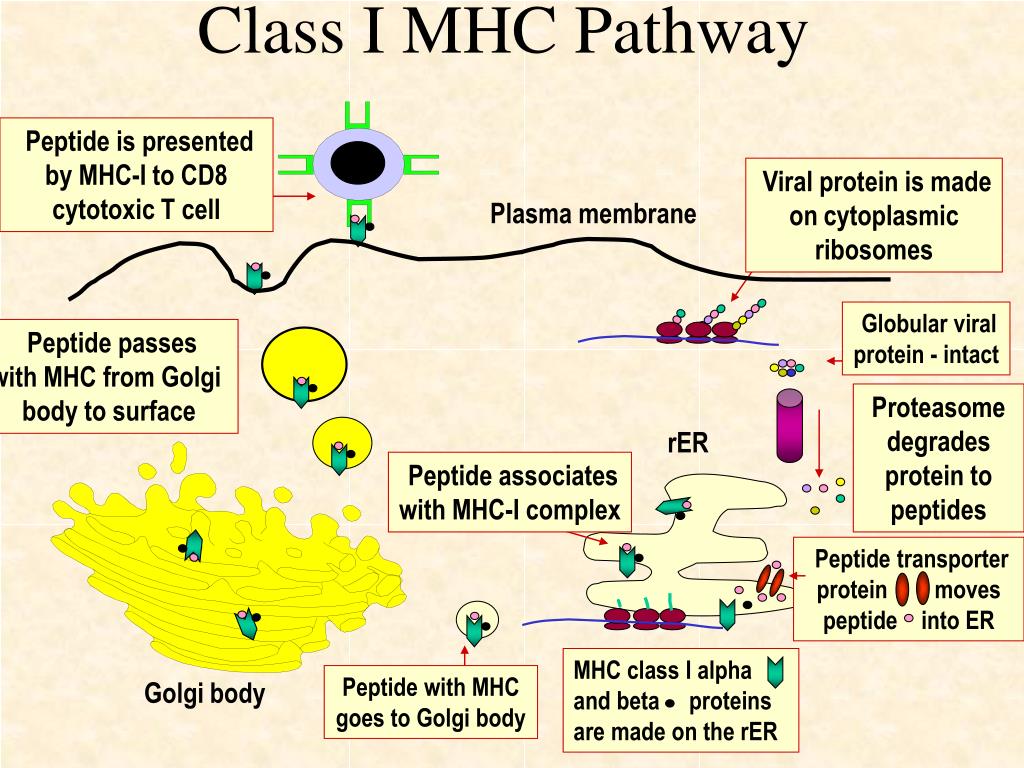 PPT Antigen Processing And Presentation Self MHC Restriction 