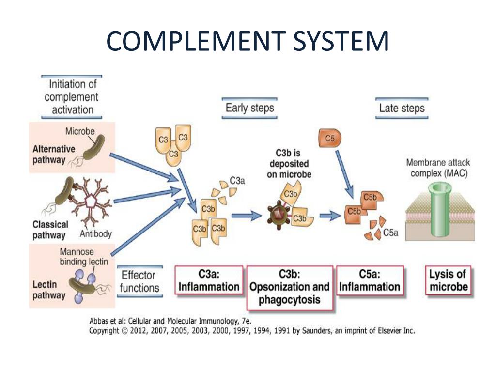 ppt-complement-system-powerpoint-presentation-free-download-id-4273454