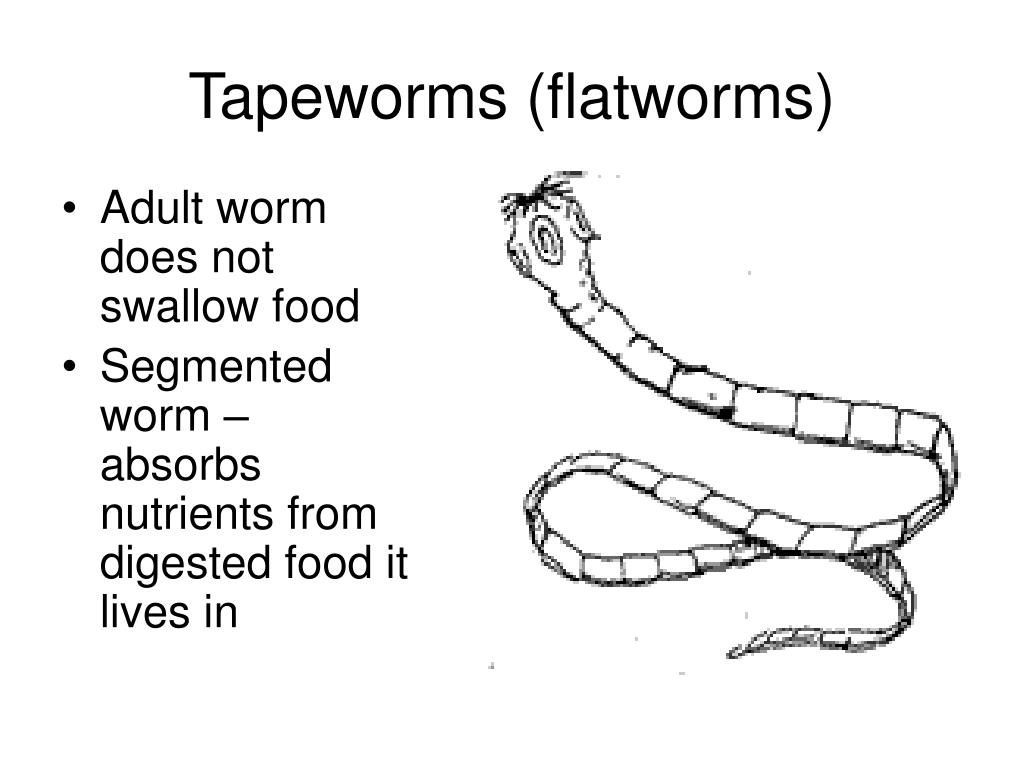 how does a sponge obtain food how does a tapeworm move