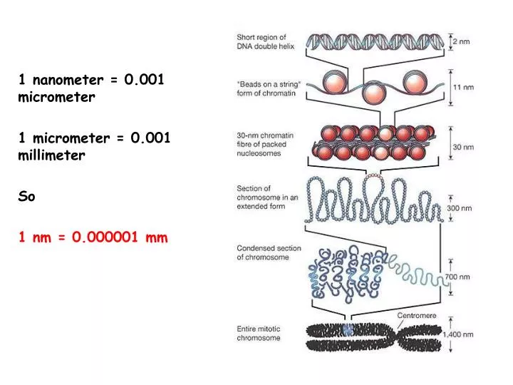 PPT - 1 nanometer = 0.001 micrometer 1 micrometer = 0.001 millimeter So 1  nm = 0.000001 mm PowerPoint Presentation - ID:4273507