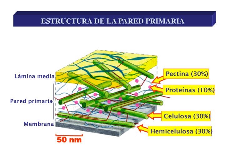 PPT LA MEMBRANA PLASMÁTICA PowerPoint Presentation ID4273618