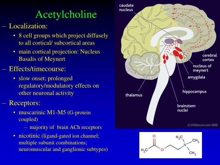 Ppt Monoamine Neurotransmitters Acetylcholine And Histamine Powerpoint Presentation Id 3454