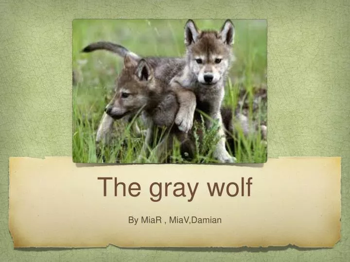 PPT - The gray wolf PowerPoint Presentation, free download - ID:4275187