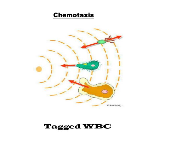PPT - RADIOPHARMACOLOGY PowerPoint Presentation - ID:4276067