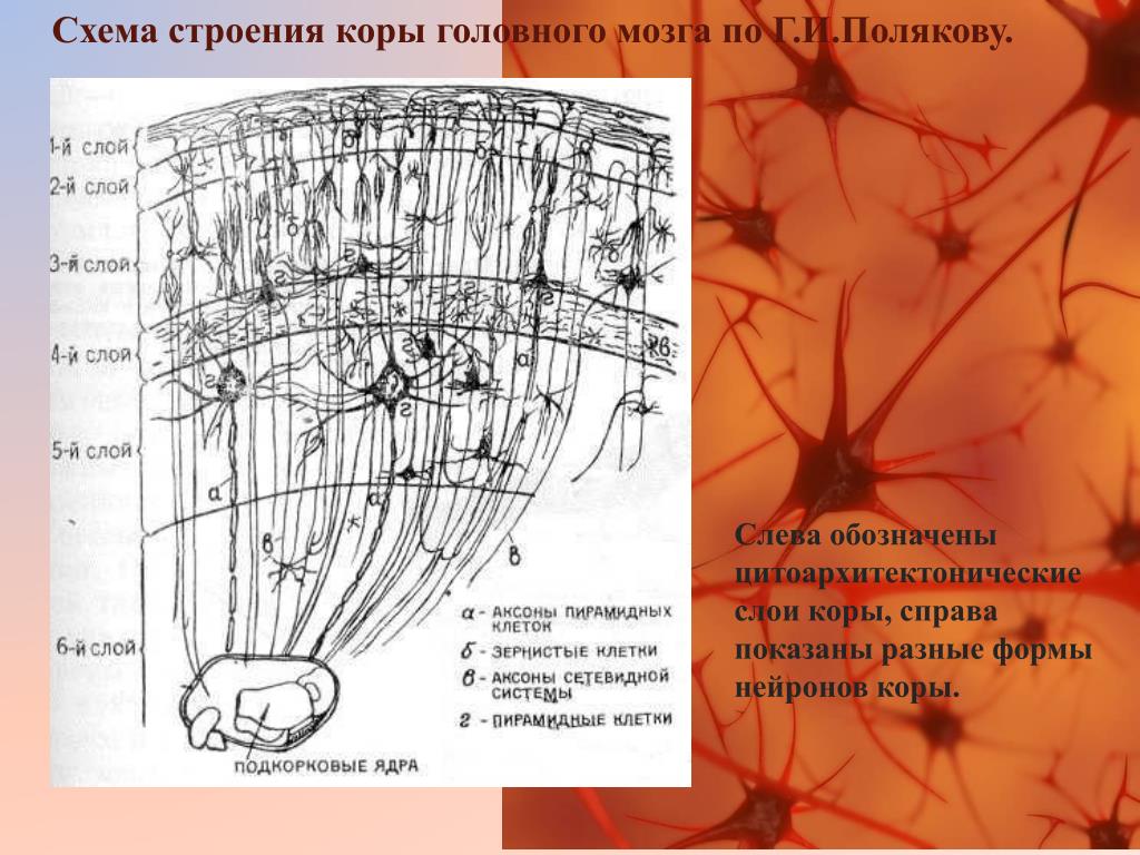 Слои клеток головного мозга. Нейронные слои коры головного мозга. Слои головного мозга и их функции. Строение слоев коры головного мозга. Строение нейронов коры головного мозга.