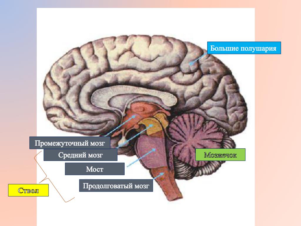 Средний и промежуточный мозг строение. Промежуточный мозг. Структуры головного мозга. Промежуточный мозг мозг. Схема строения промежуточного мозга.