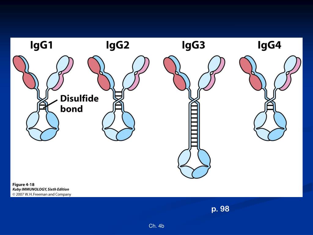 Иммуноглобулины iga igm igg. Иммуноглобулин g1 g2 g3 g4. Иммуноглобулины g1 и g2. Иммуноглобулин g1 строение. Иммуноглобулины Джи 4 норма.