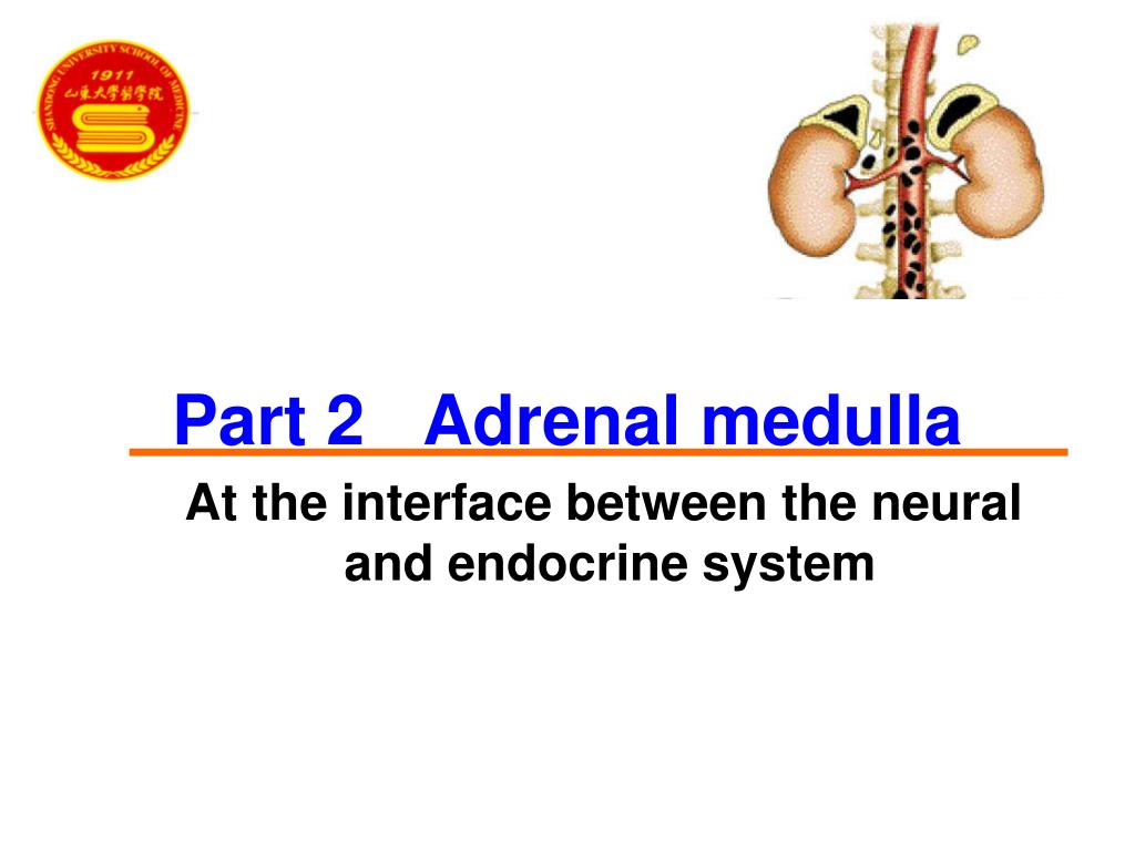 PPT - The Adrenal Glands Part Ⅰ The Adrenal medulla PowerPoint