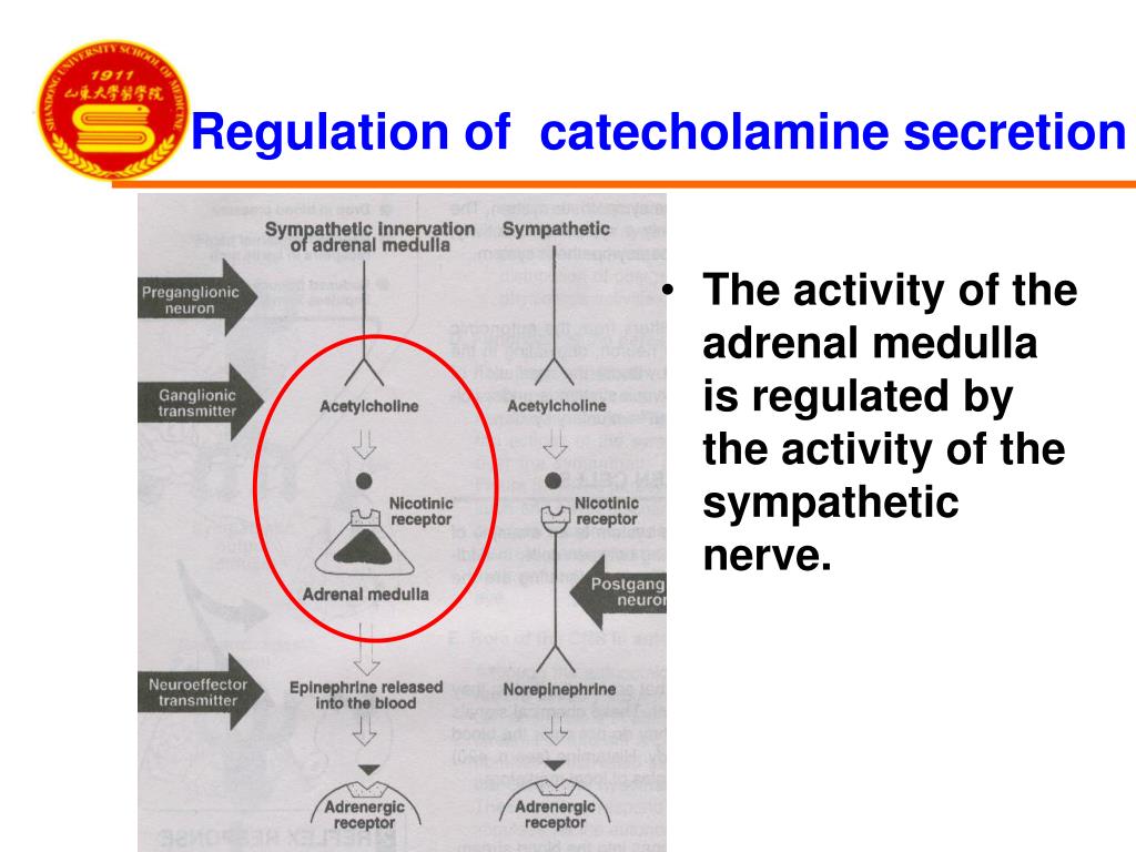 catecholamines adrenal medulla catecholamines adrenal medulla