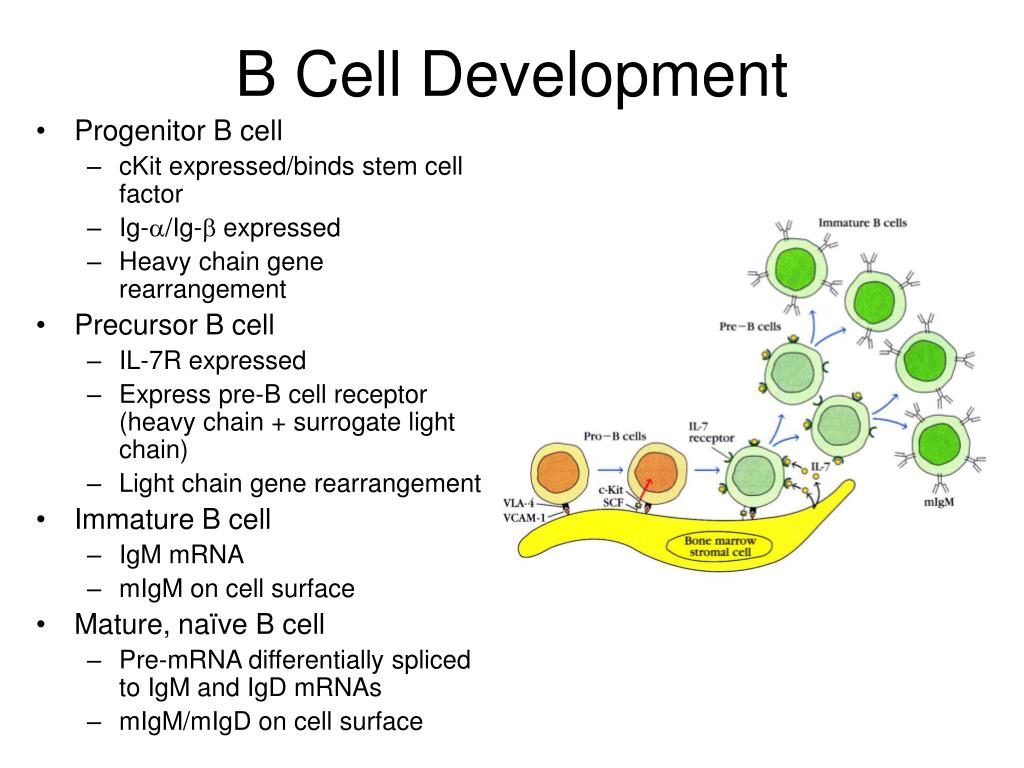 PPT - B Cell Generation, Activation, And Differentiation PowerPoint ...