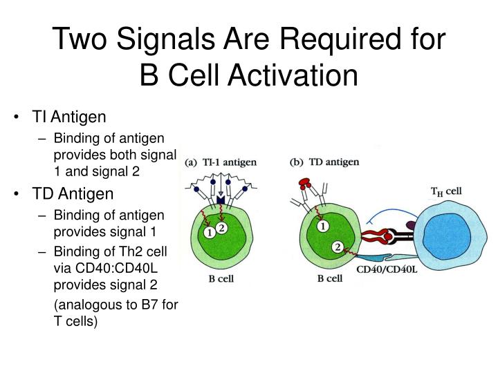 PPT B Cell Generation, Activation, And Differentiation PowerPoint Presentation ID4277572