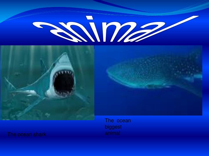 PPT - The ocean PowerPoint Presentation - ID:4278266