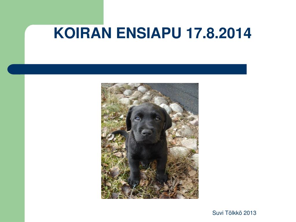 PPT - KOIRAN ENSIAPU 17.8.2014 PowerPoint Presentation, free download -  ID:4279425