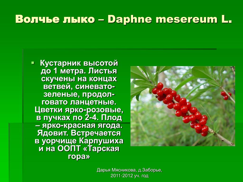 Волчье лыко 3 класс: найдено 90 картинок