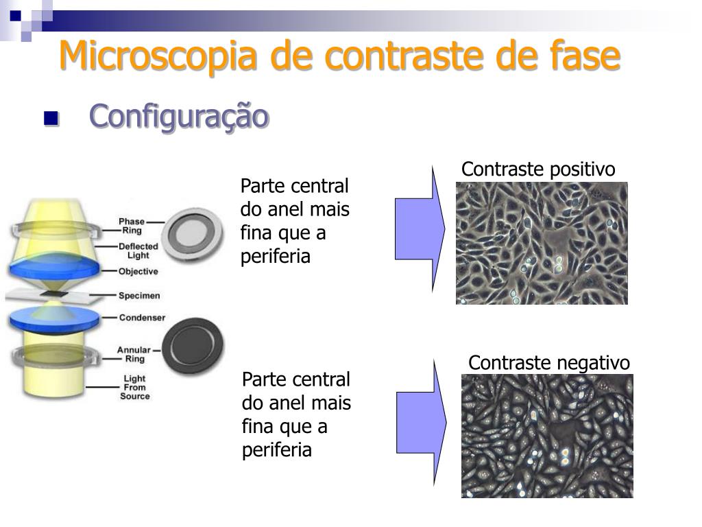 microscopia de contraste de fases microscopia de contraste de fases