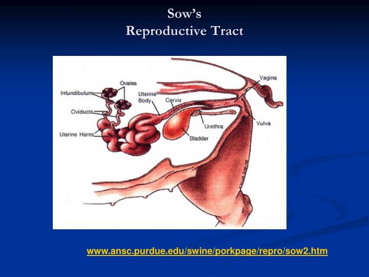 ppt-swine-reproduction-powerpoint-presentation-id-4284058