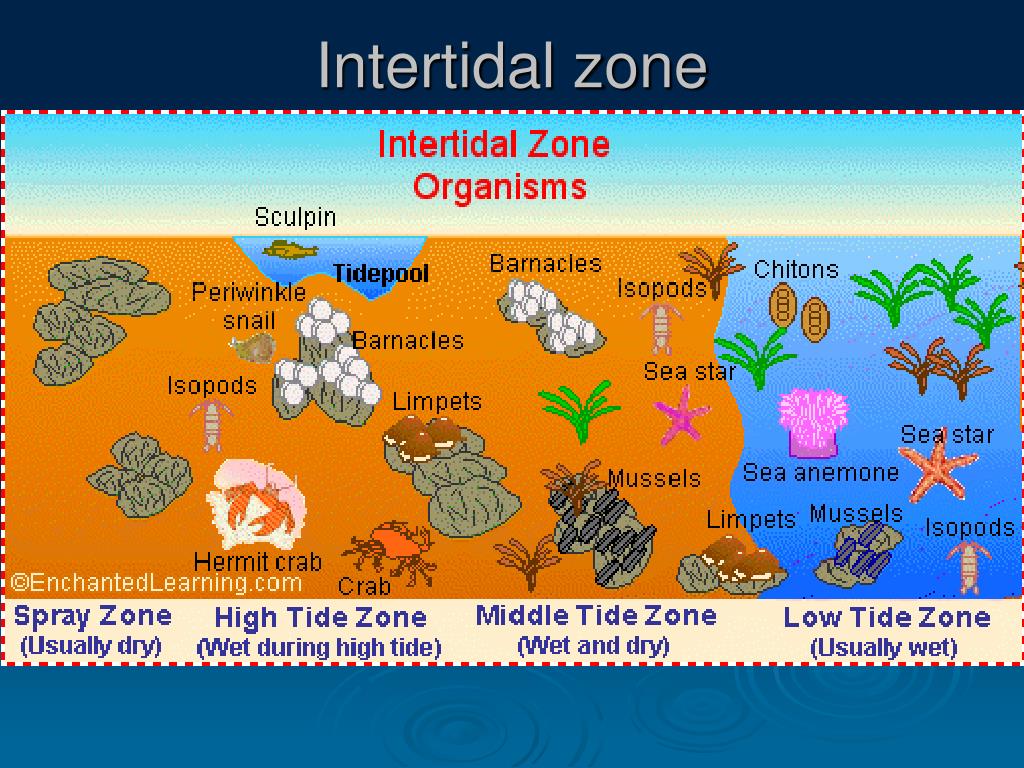 Ppt Intertidal Zone Powerpoint Presentation Free Download Id