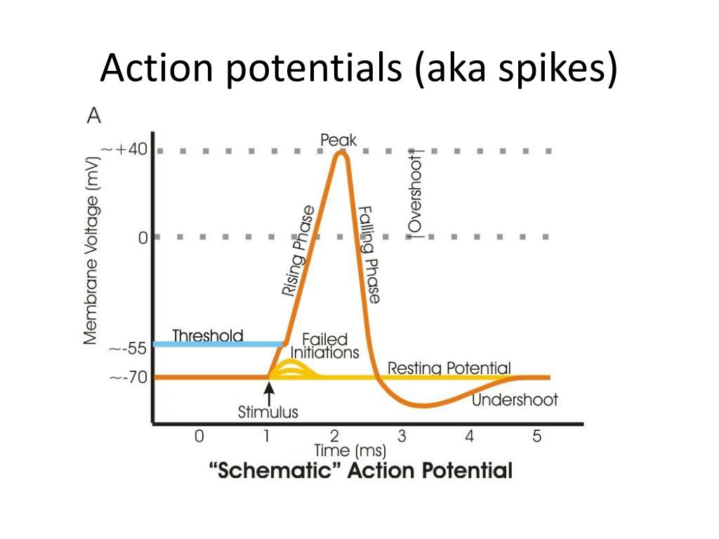 action potential spike definition