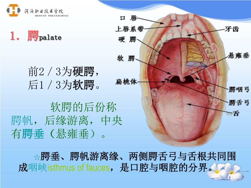 Ppt 内脏学powerpoint Presentation Free Download Id Ppt 内脏学powerpoint Presentation Free Download Id