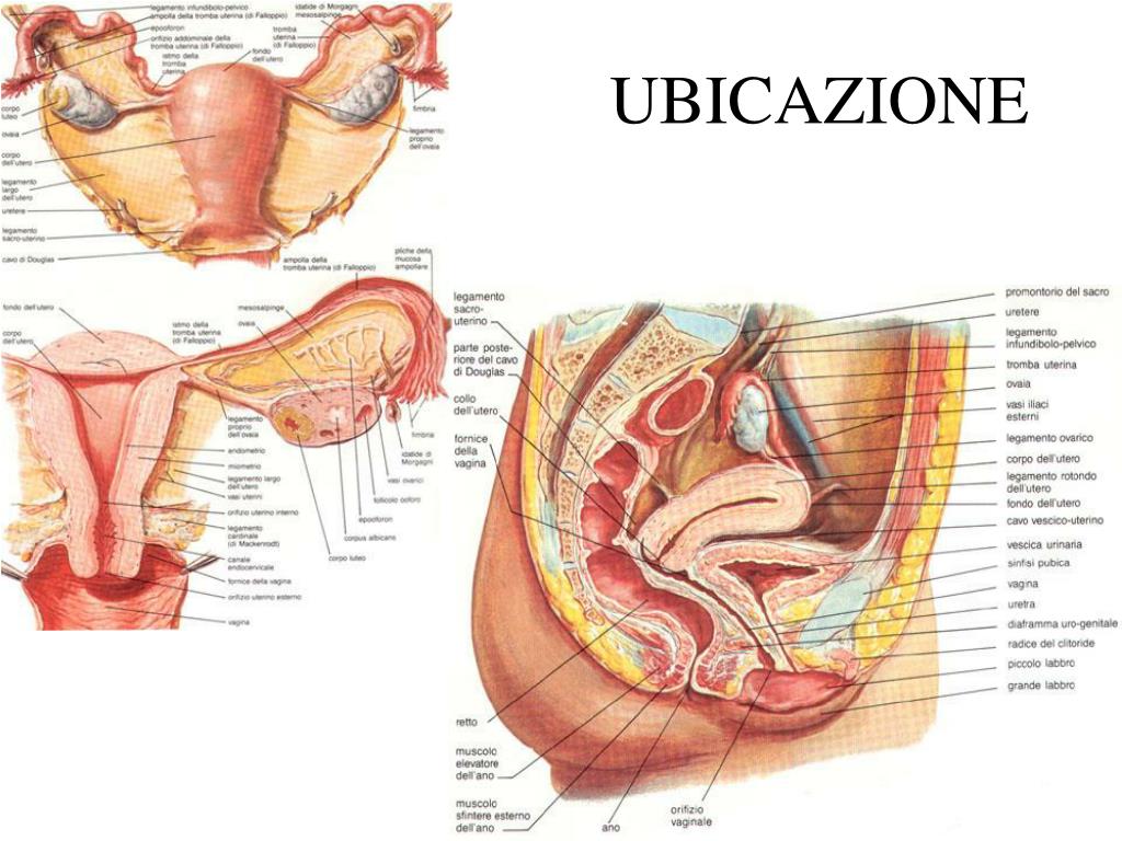PPT CENNI Di ANATOMIA DELL APPARATO GENITALE FEMMINILE PowerPoint PPT CENNI Di ANATOMIA DELL APPARATO GENITALE FEMMINILE PowerPoint