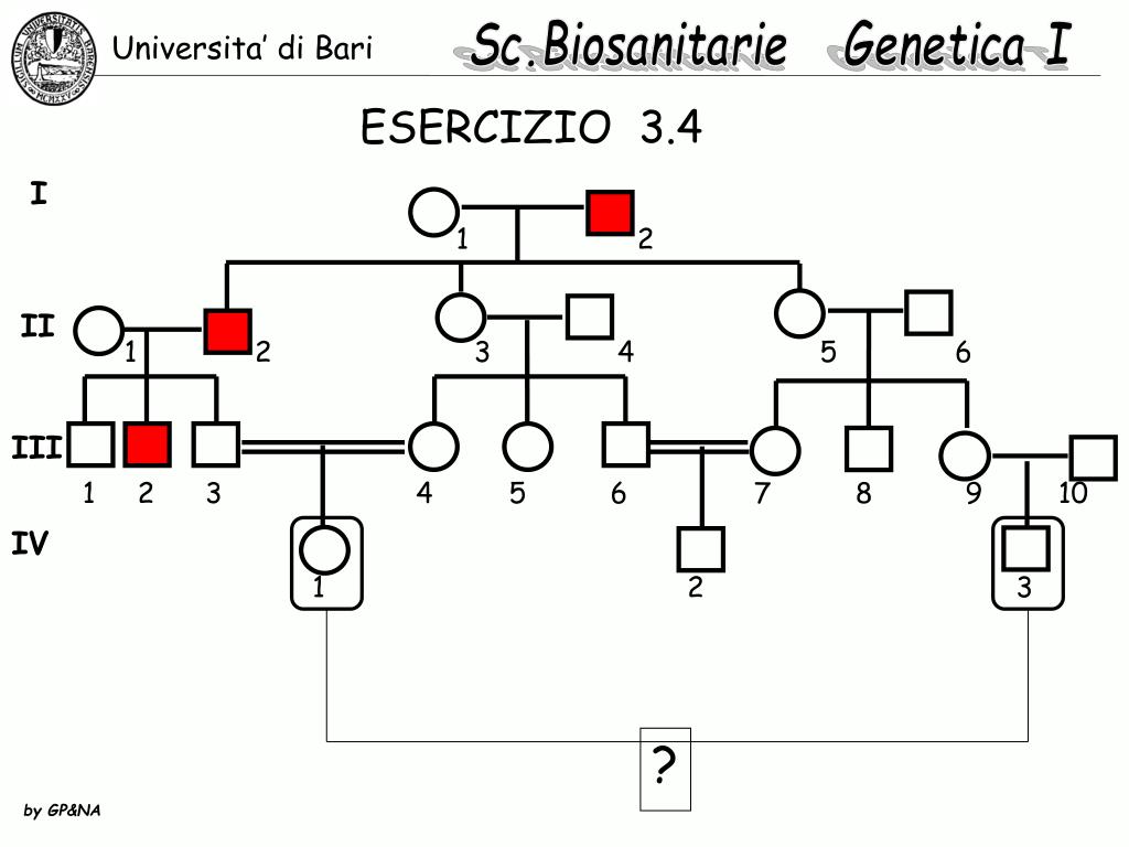Esercizi Alberi Genealogici Zanichelli Con Soluzioni PPT - ALBERI GENEALOGICI E LORO INTERPRETAZIONE PowerPoint Presentation