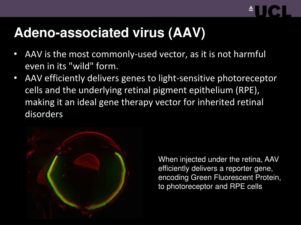 Ppt Gene Therapy For Eye Disease Powerpoint Presentation Free All In 