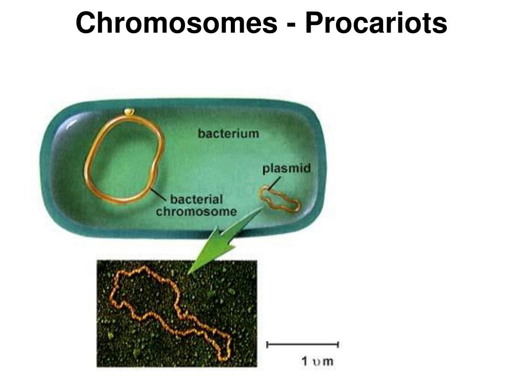 В клетках прокариот днк. Строение бактерии плазмида. Строение клетки бактерии плазмида. Плазмида в прокариотической клетке. Строение хромосомы прокариотической клетки.