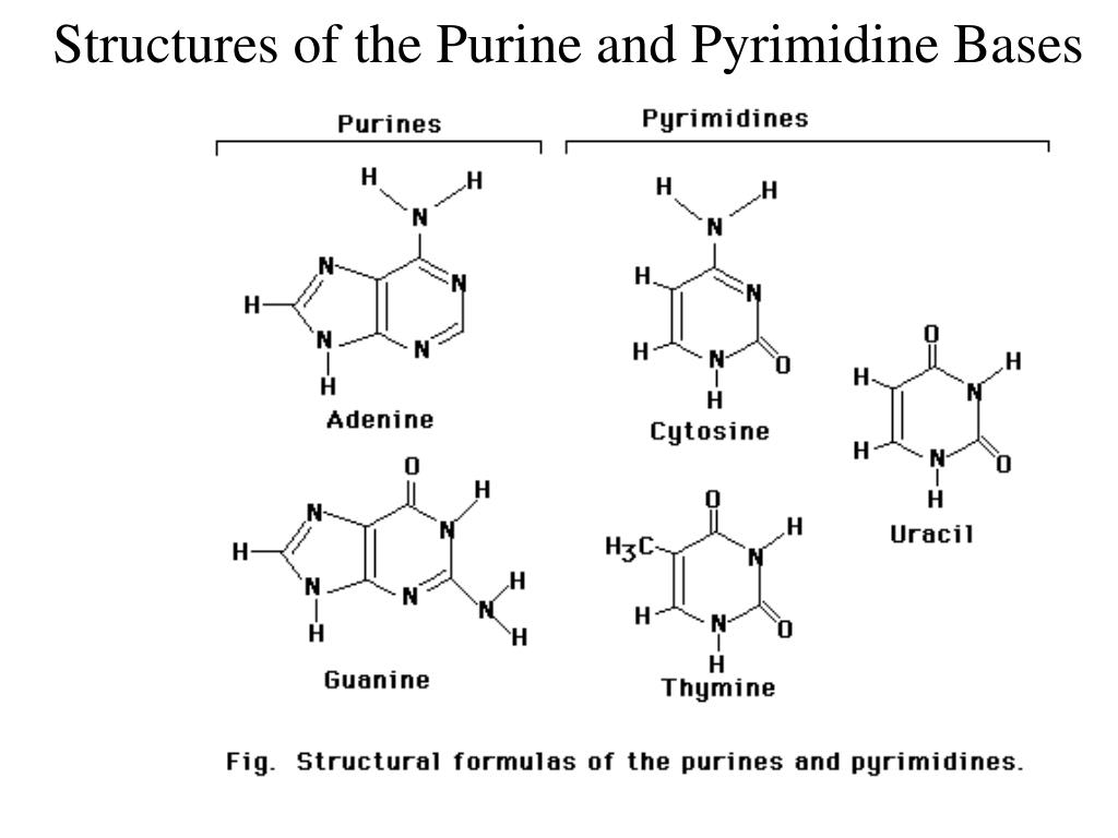 Structure of Purine and Pyrimidine Bases - YouTube